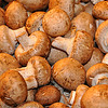 Mushrooms thunb nail.