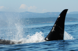 blurred killer whale