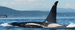 killer whale